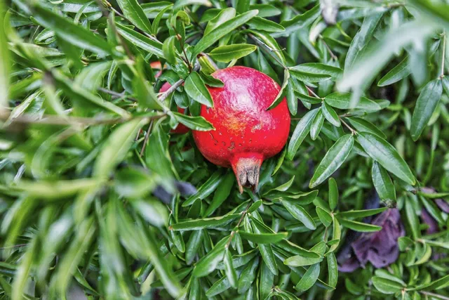 $590,000 | 1521 Arcola Avenue, Sacramento, CA 95835