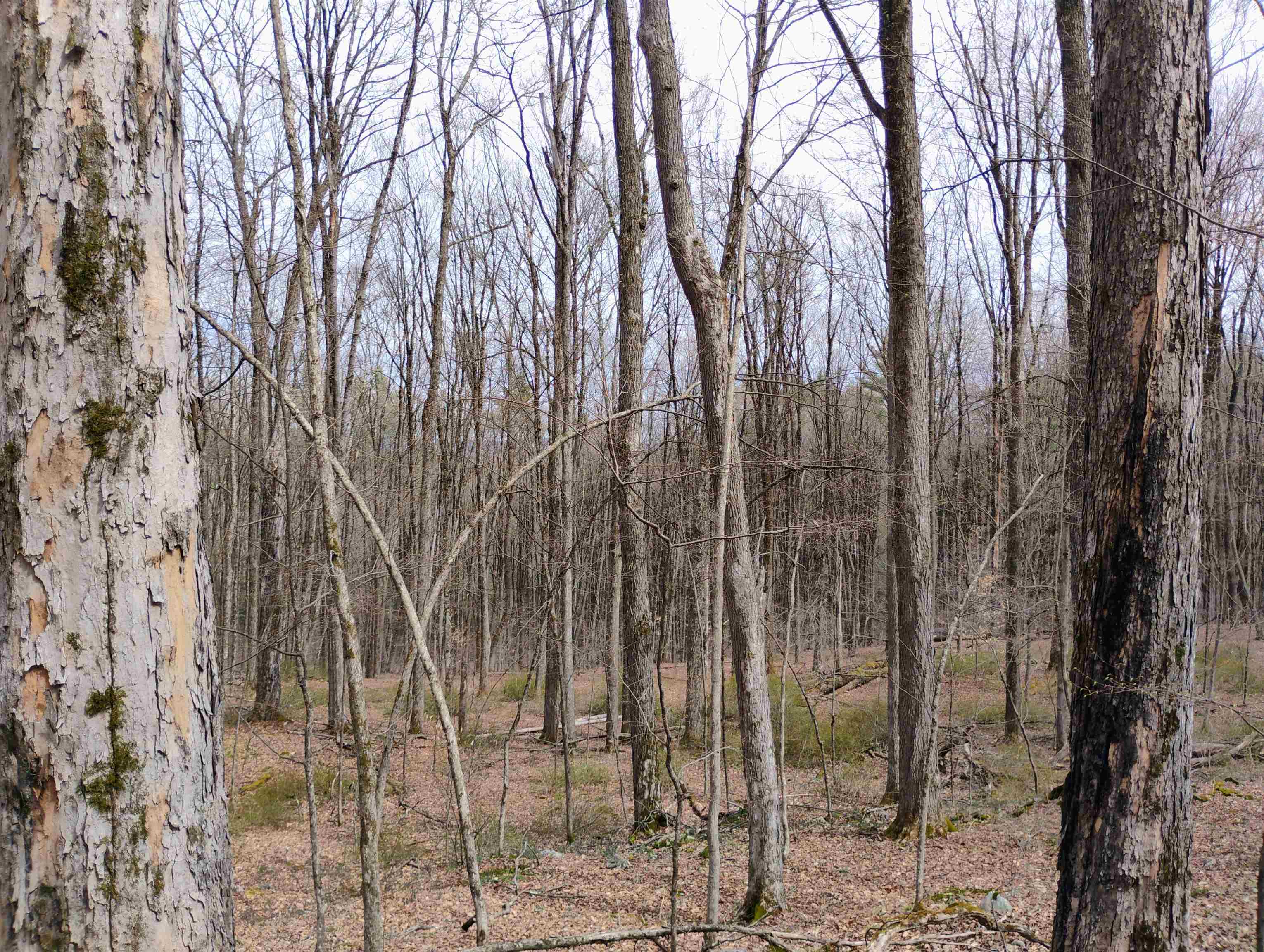 Lot 1 Faraway (jones) Road Putney, VT 05346 - Photo 16 of 18
