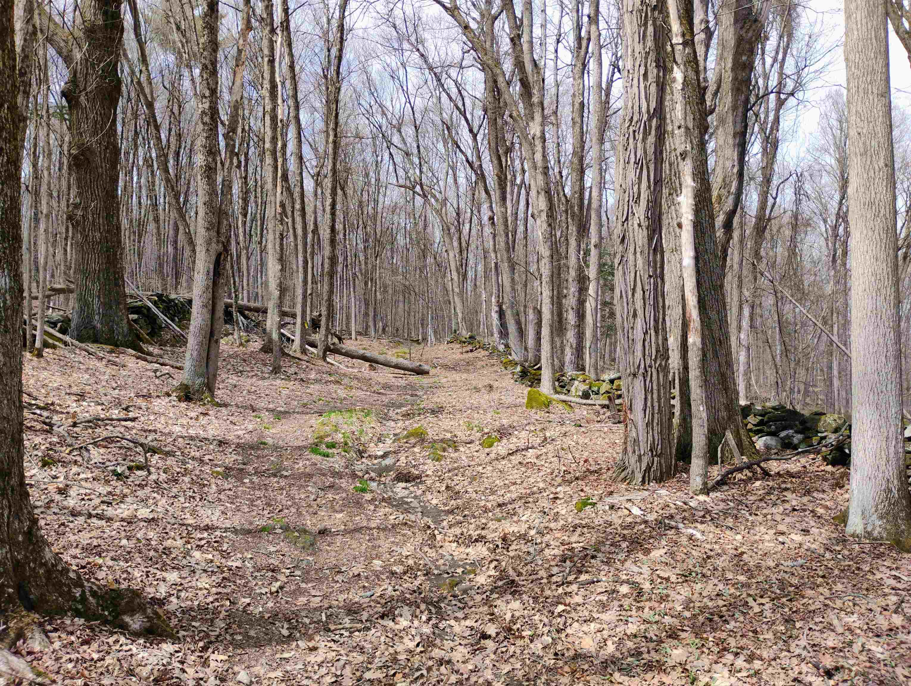 Lot 1 Faraway (jones) Road Putney, VT 05346 - Photo 2 of 18