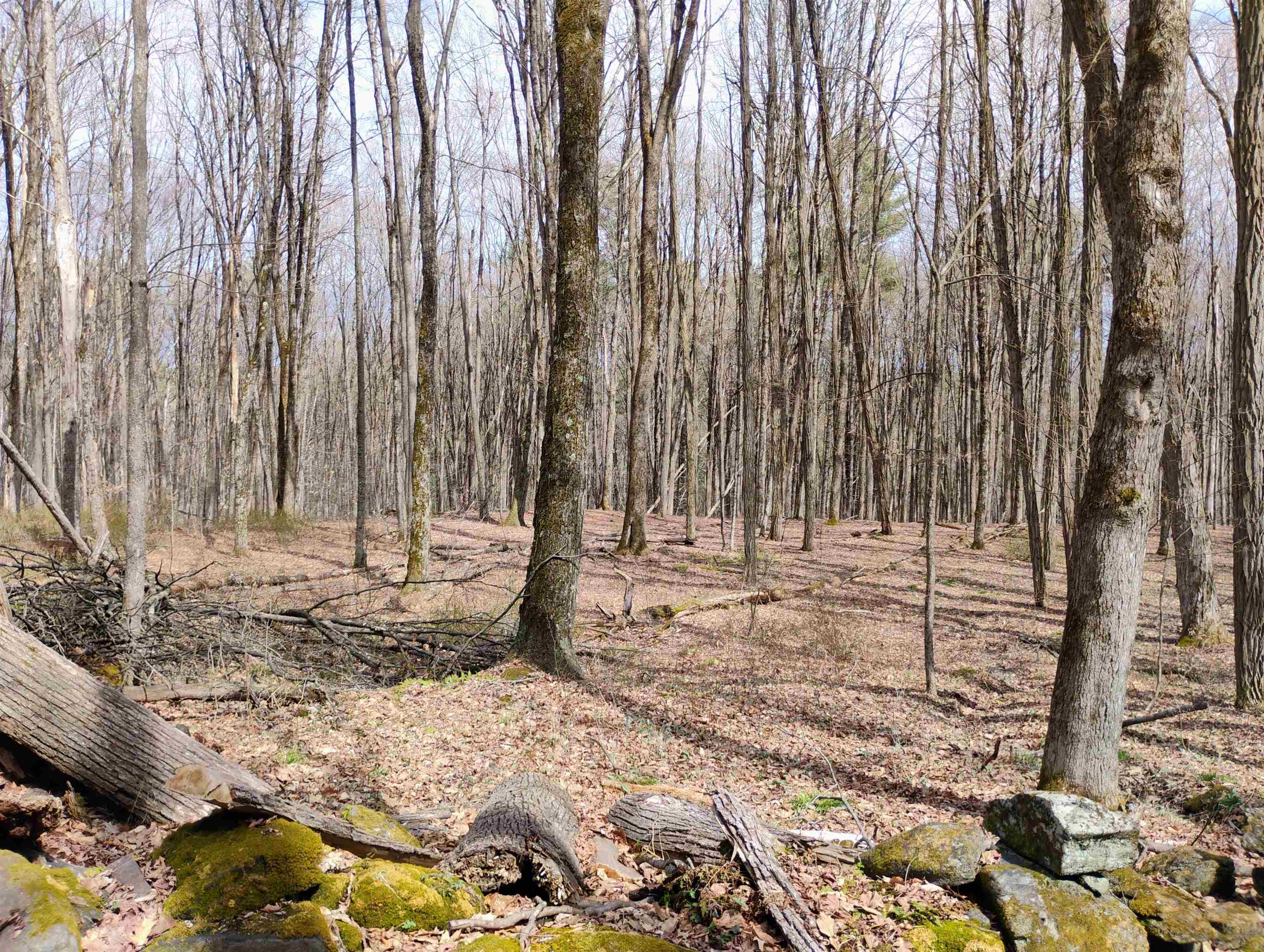 Lot 1 Faraway (jones) Road Putney, VT 05346 - Photo 9 of 18