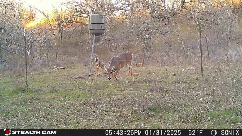 Not Addressed Yet Not Addressed Yet Slusher Road Jacksboro, TX 76458 - Photo 15 of 22 a view of a dry yard