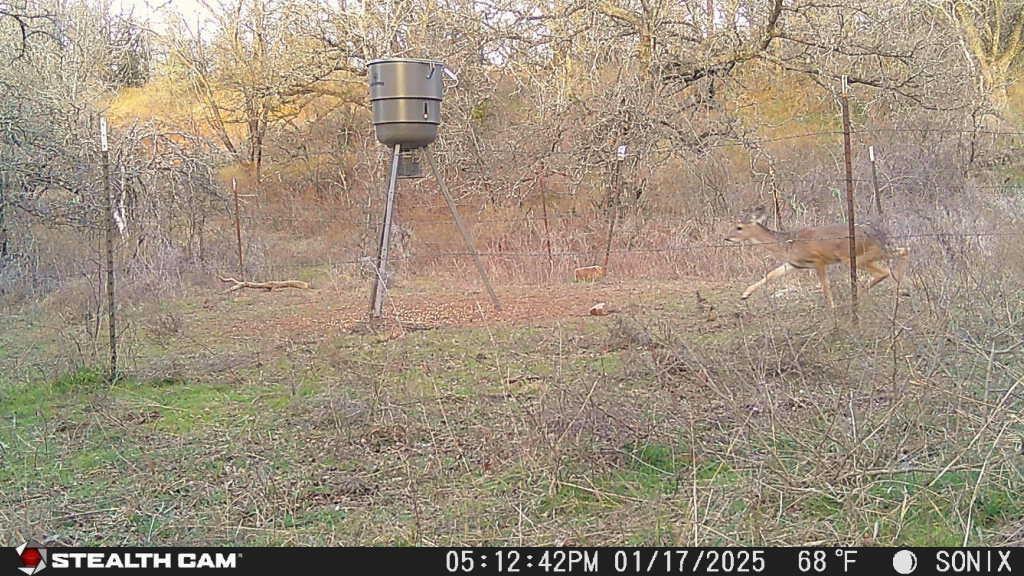Not Addressed Yet Not Addressed Yet Slusher Road Jacksboro, TX 76458 - Photo 17 of 22 a view of a dry yard