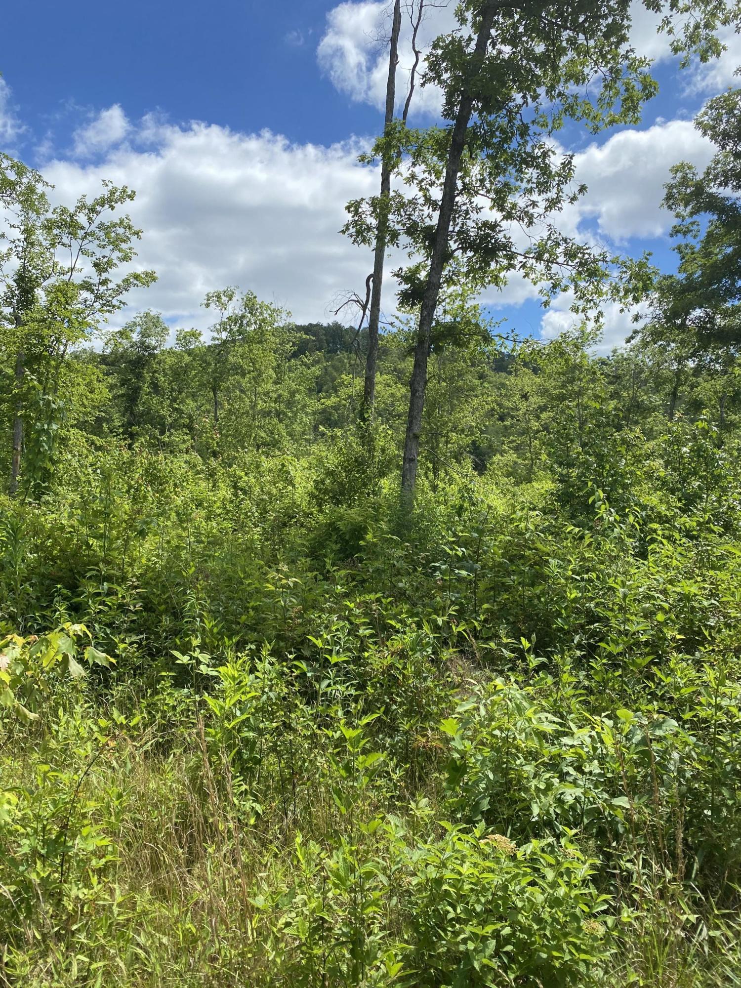 10 Mount View Road Robbins, TN 37852 - Photo 6 of 8 IMG_6395