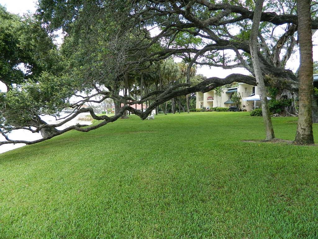 390 Golfview Road, Unit B North Palm Beach, FL 33408 - Photo 16 of 22 a view of a tree in a yard with a tree