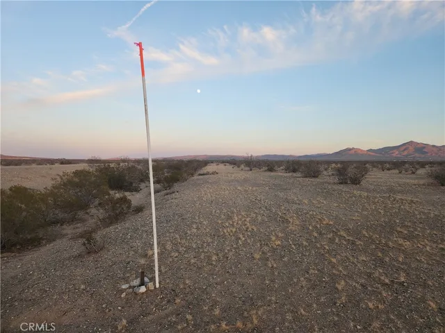 a view of a dry yard with a tree
