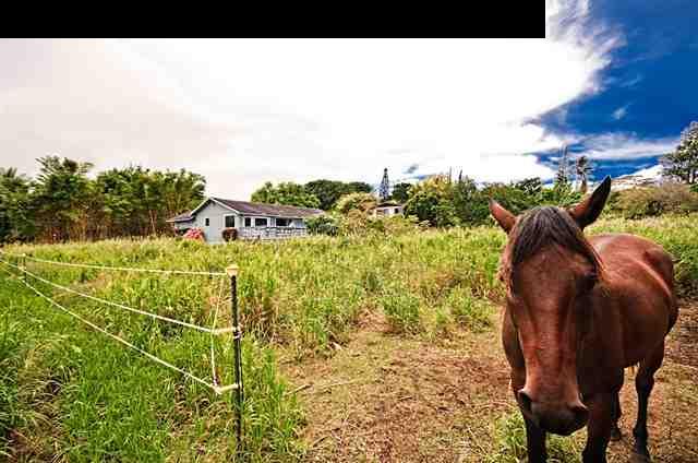 950 Akoa Place Haiku, HI 96708 - Photo 24 of 25 a view of a yard