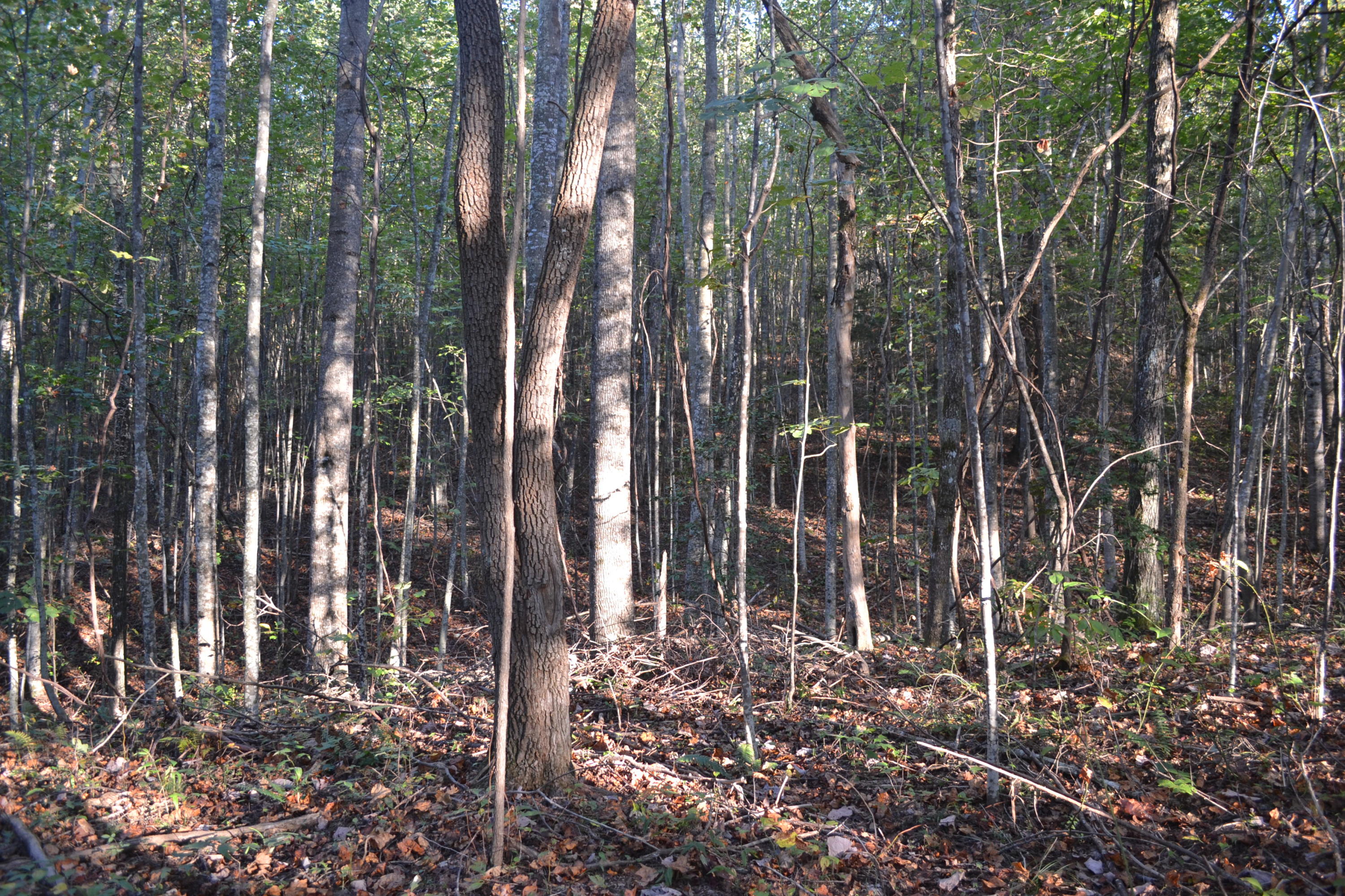 23.80-ac C Road Whitwell, TN 37397 - Photo 3 of 10 59