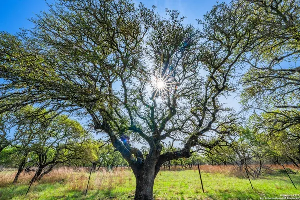 a view of tree
