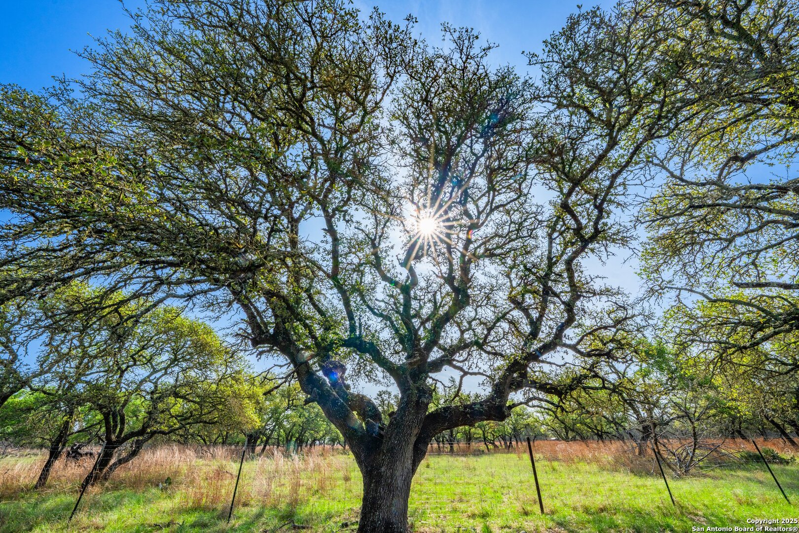 563 J B Road Harper, TX 78631 - Photo 27 of 41 a view of tree