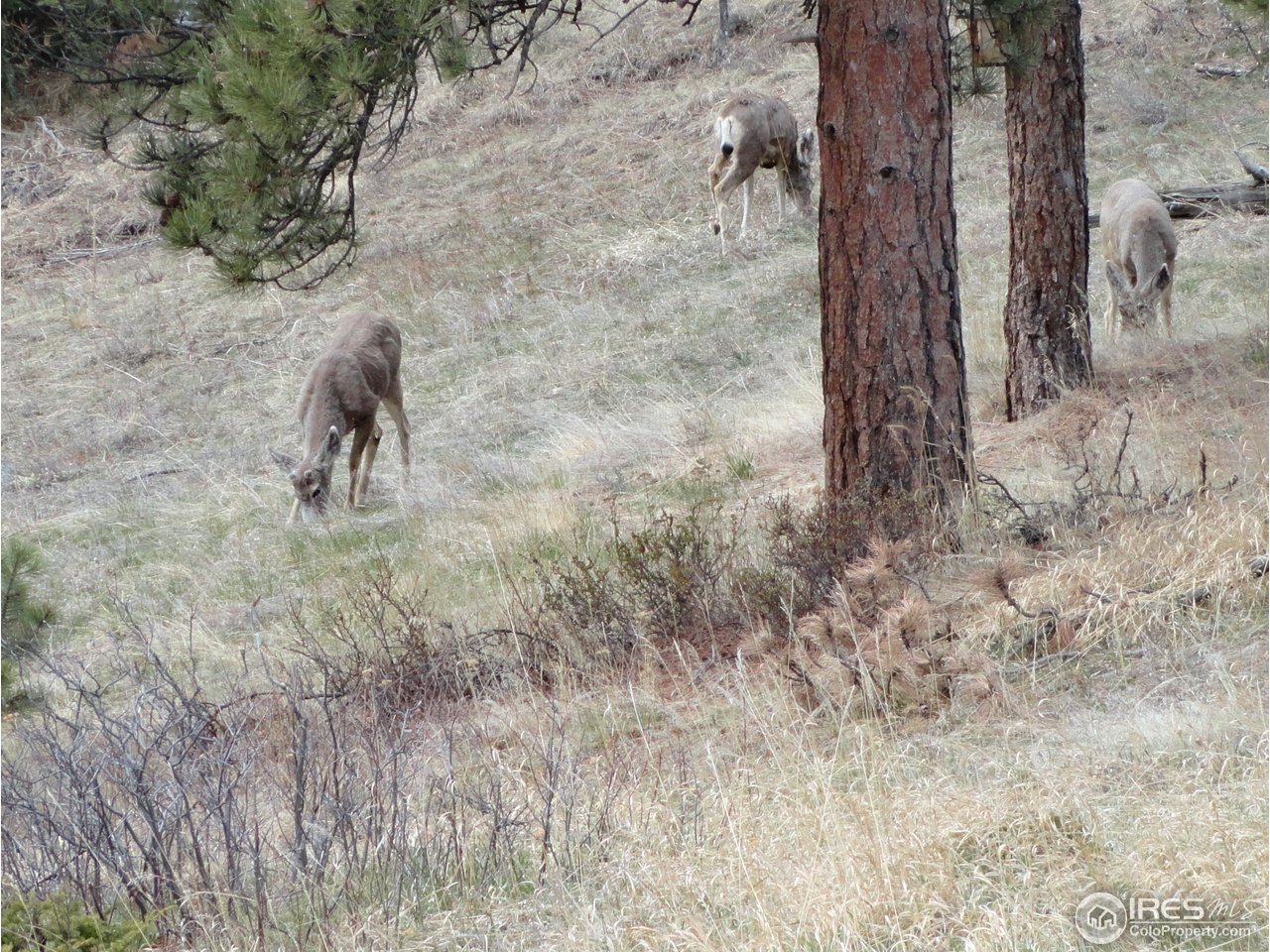 853 Deer Trail Road Boulder, CO 80302 - Photo 15 of 22