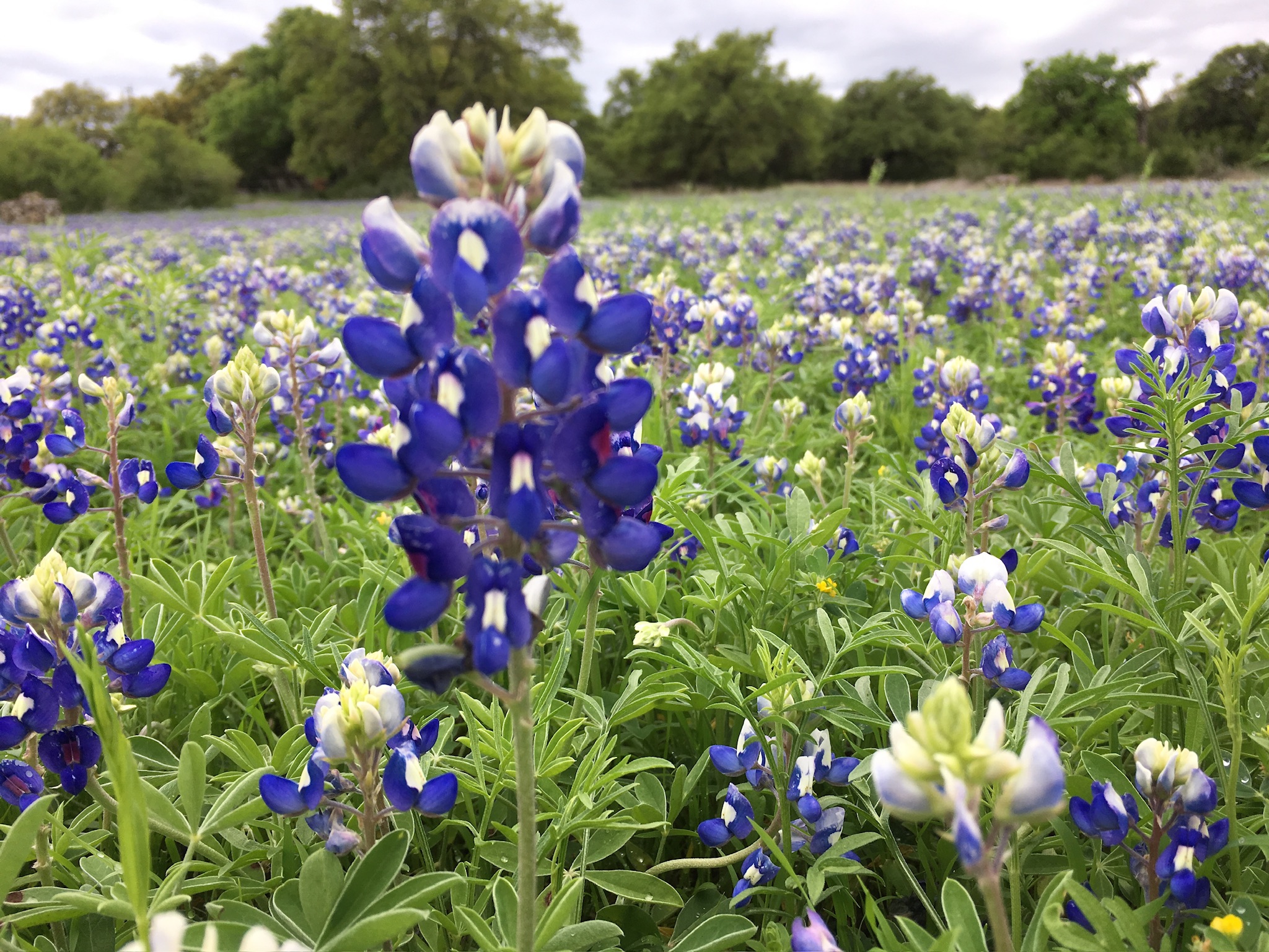 12501 Fitzhugh Road Austin, TX 78736 - Photo 33 of 40 Vast fields of vibrant bluebonnets create a picturesque natural landscape.