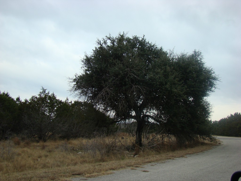 151 Cave Springs Road Wimberley, TX 78676 - Photo 1 of 1 Gallery Image 1