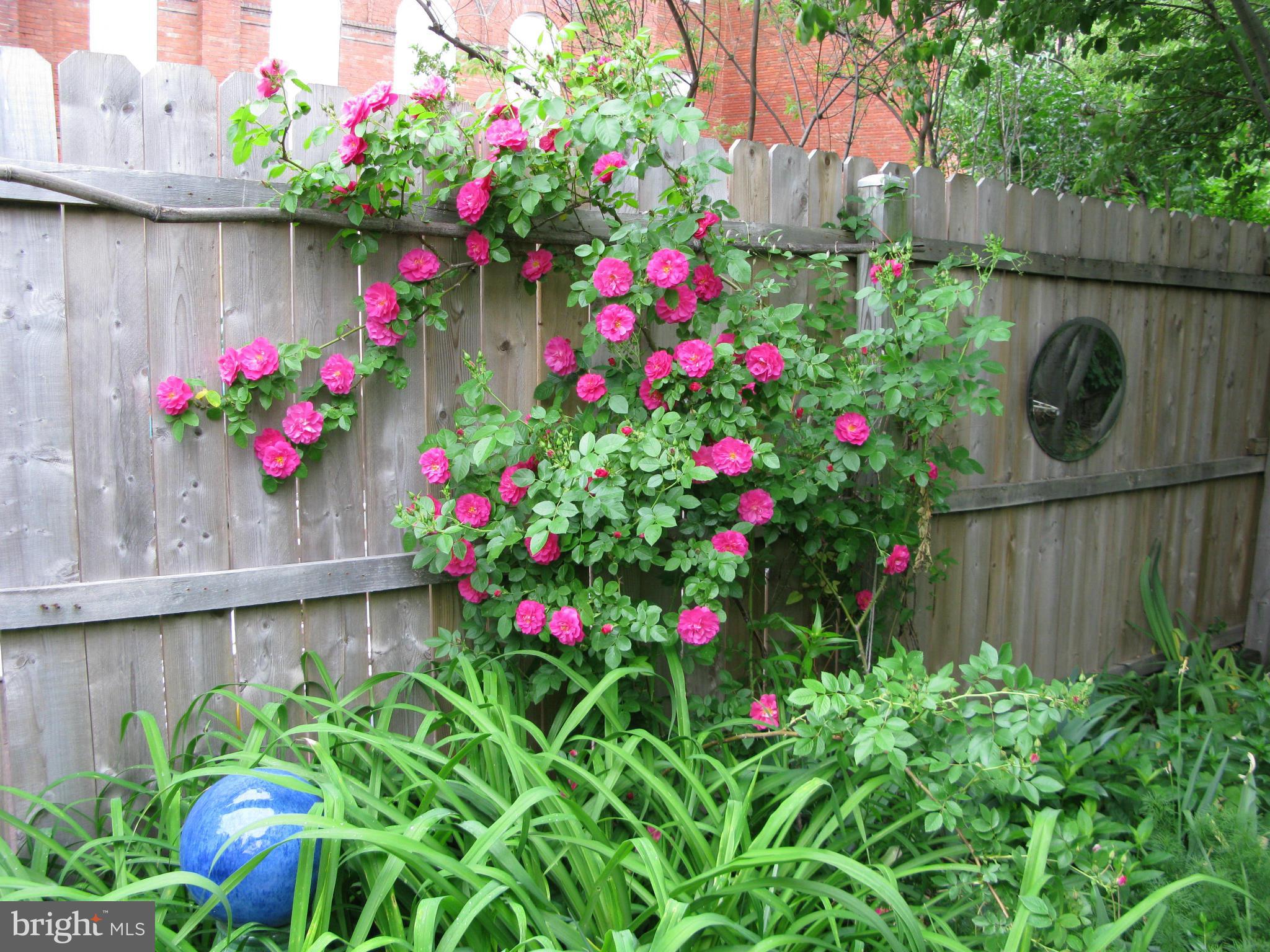 1330 E Street Southeast Washington, DC 20003 - Photo 25 of 27 Exterior (General)