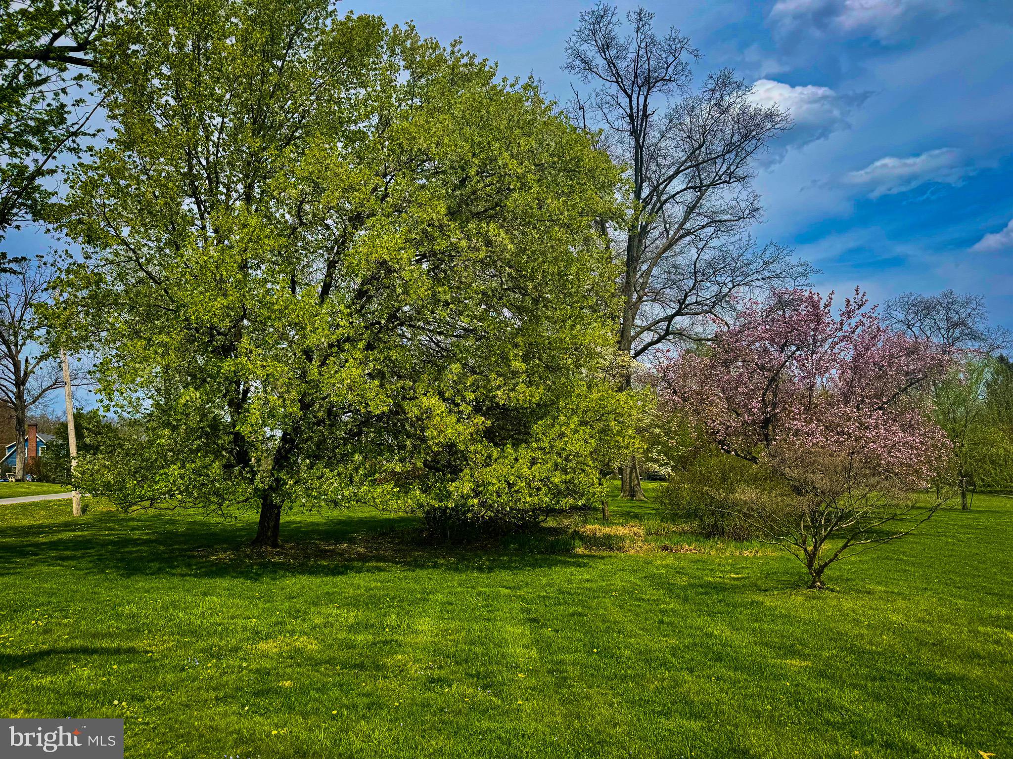 2251 Moore Street Huntingdon, PA 16652 - Photo 18 of 106 a view of a trees with a yard
