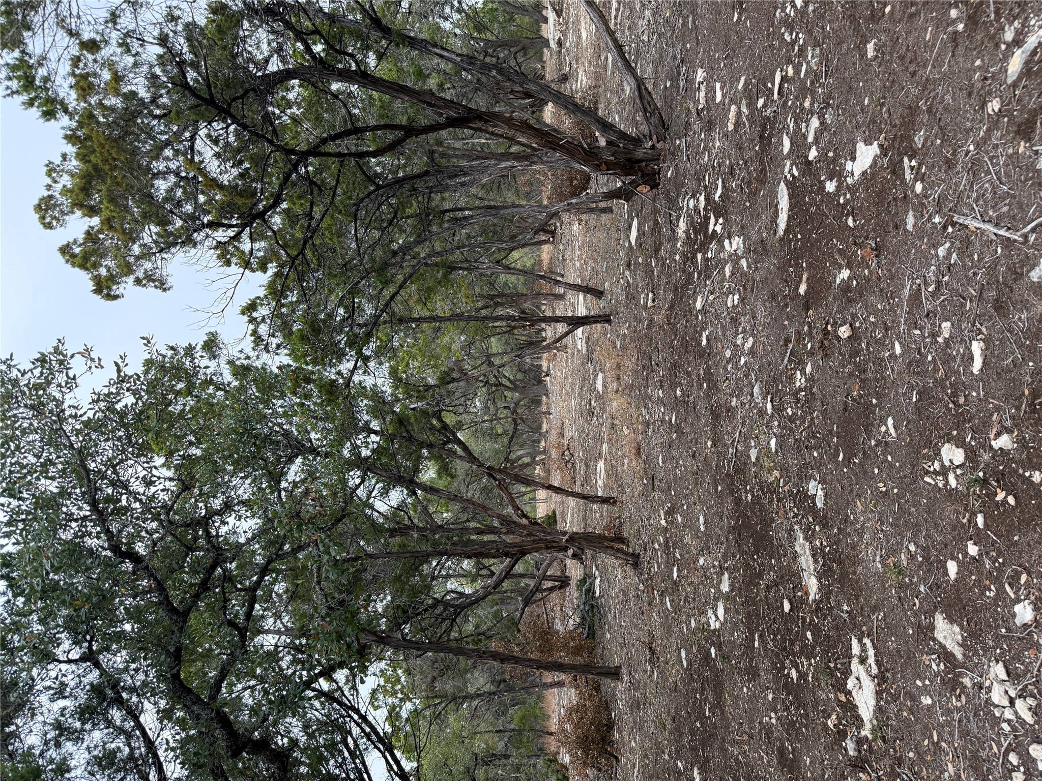 2 Pump Station Road Wimberley, TX 78676 - Photo 13 of 16 a view of a forest with trees