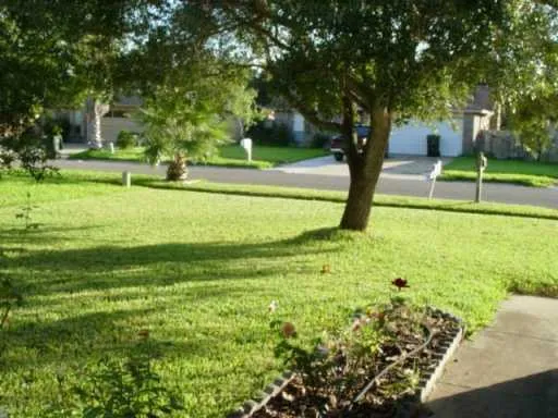a view of a park with large trees