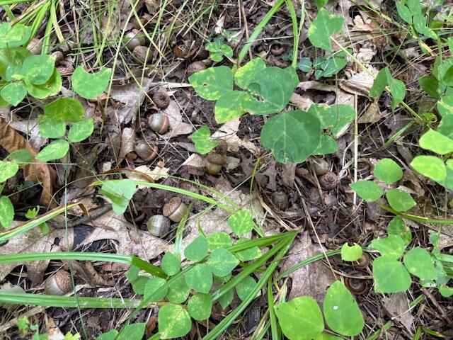 Flarity Road Brethren, MI 49619 - Photo 11 of 14 IMG_7327 (002)