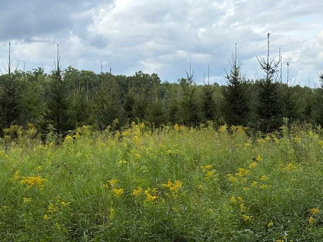 $160,000 | Flarity Road, Brethren, MI 49619