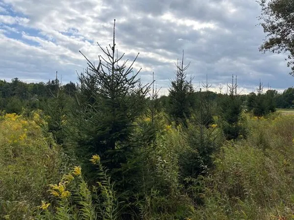 $160,000 | Flarity Road, Brethren, MI 49619