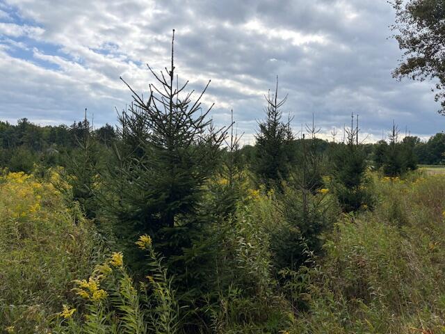 Flarity Road Brethren, MI 49619 - Photo 8 of 14 IMG_7340 (002)