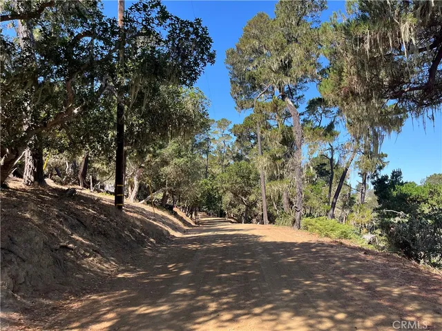 a view of a yard with plants and trees