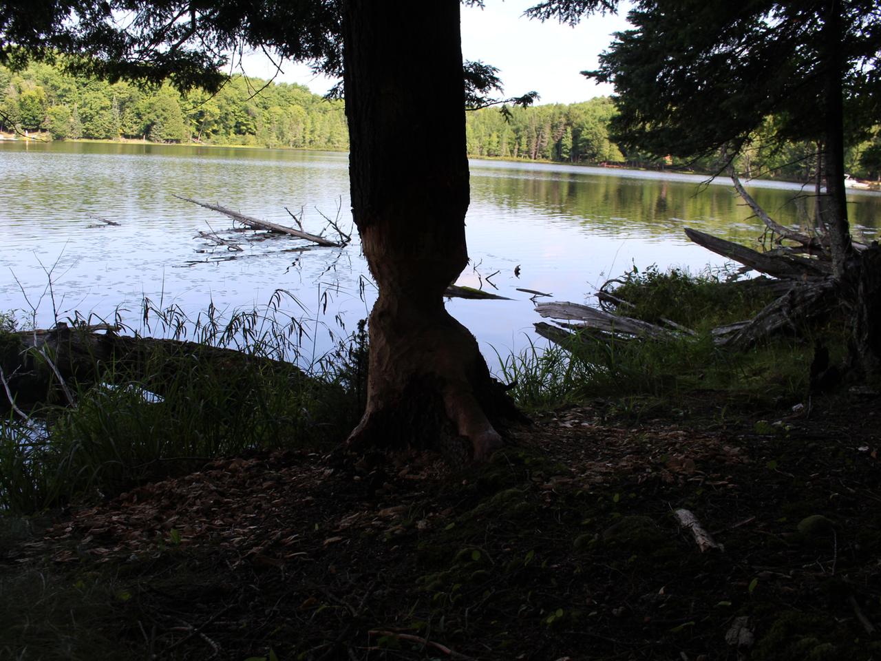 On Poor Lake Road, Unit LOT Watersmeet, MI 49969 - Photo 22 of 27 Gallery Image 22