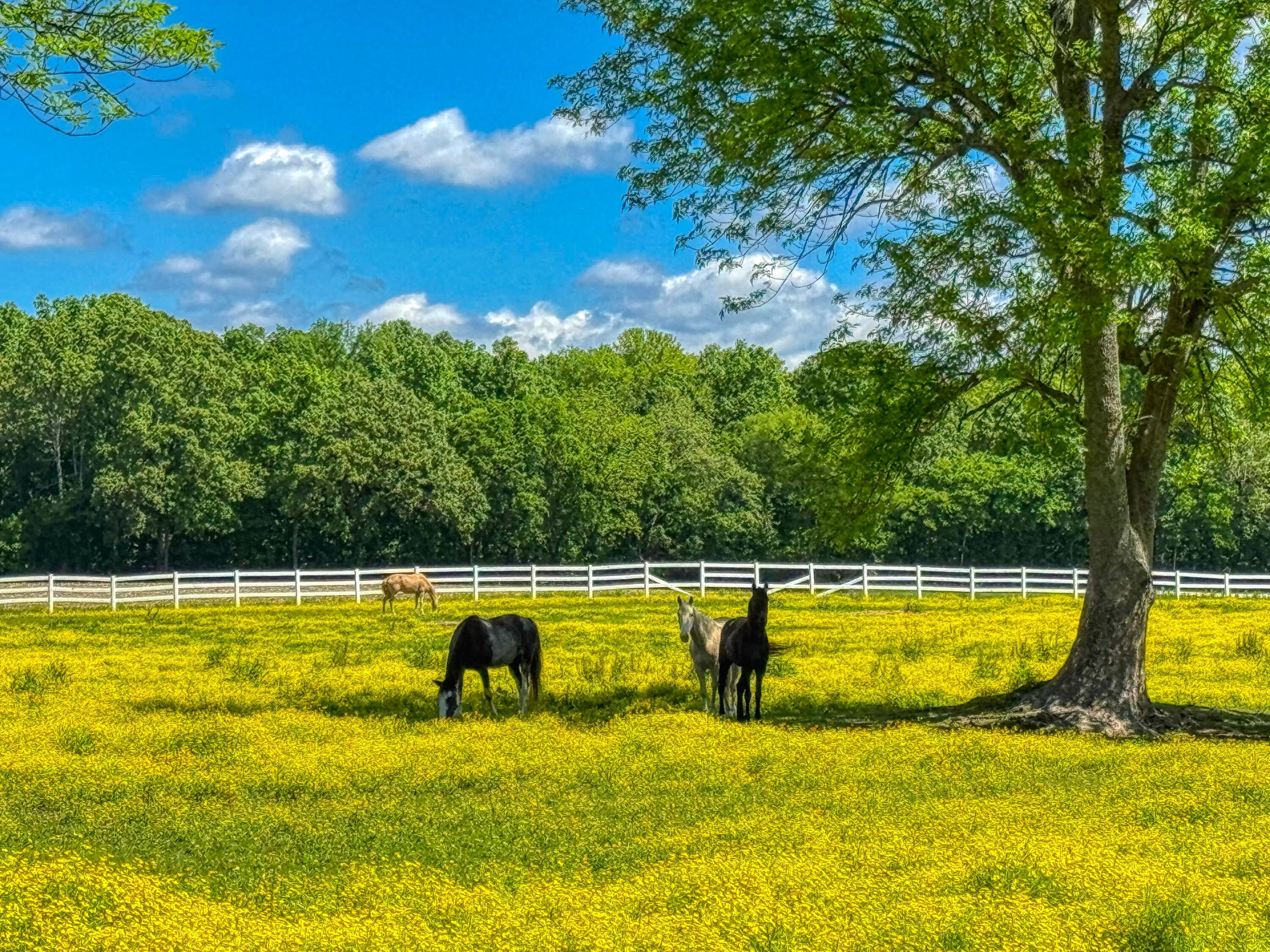 730 Rob Mason Road Murray, KY 42071 - Photo 49 of 69 IMG_5677