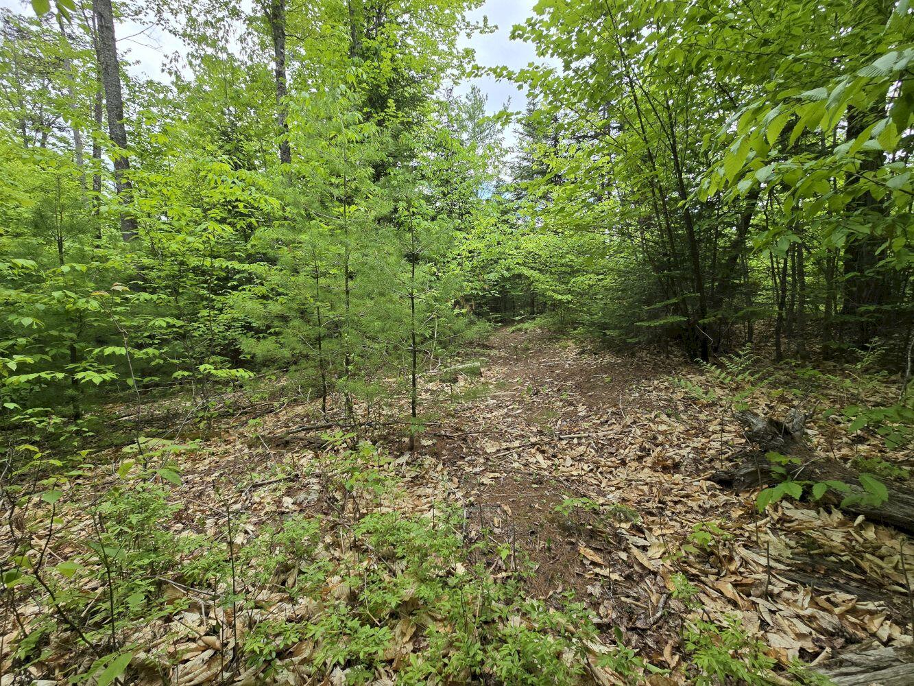 Lot 10 Staples Pond Road Temple, ME 04984 - Photo 15 of 56 20260528_130742_result