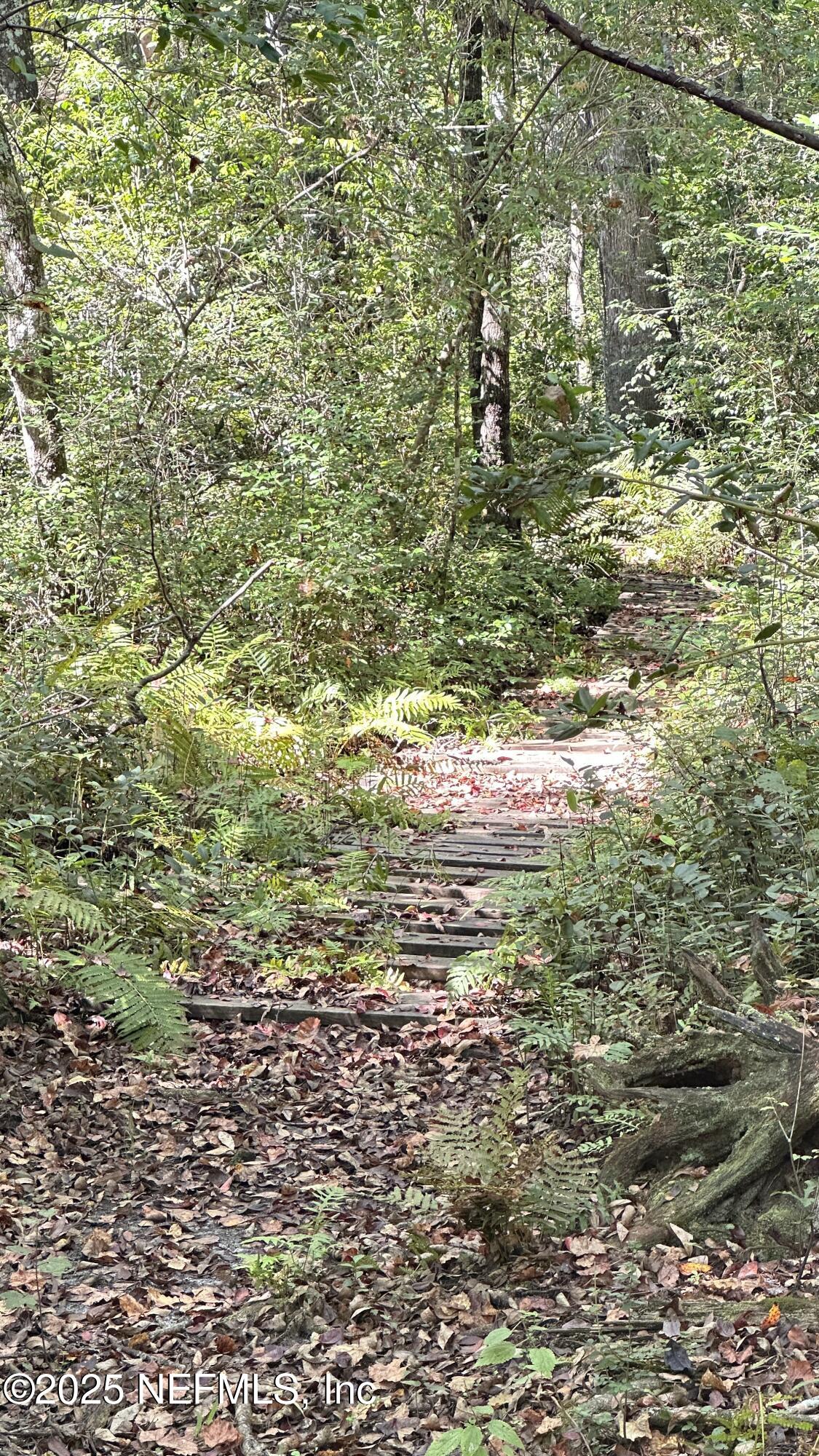 7488 Ricker Road Jacksonville, FL 32244 - Photo 12 of 13 a close up of a plant in a field