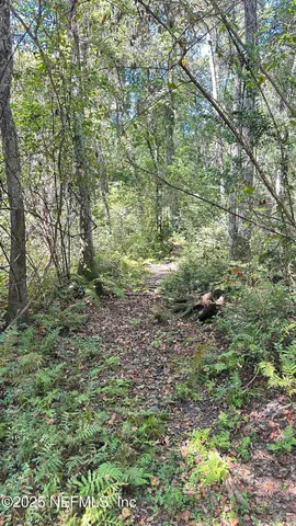 a view of a yard with plants and large trees