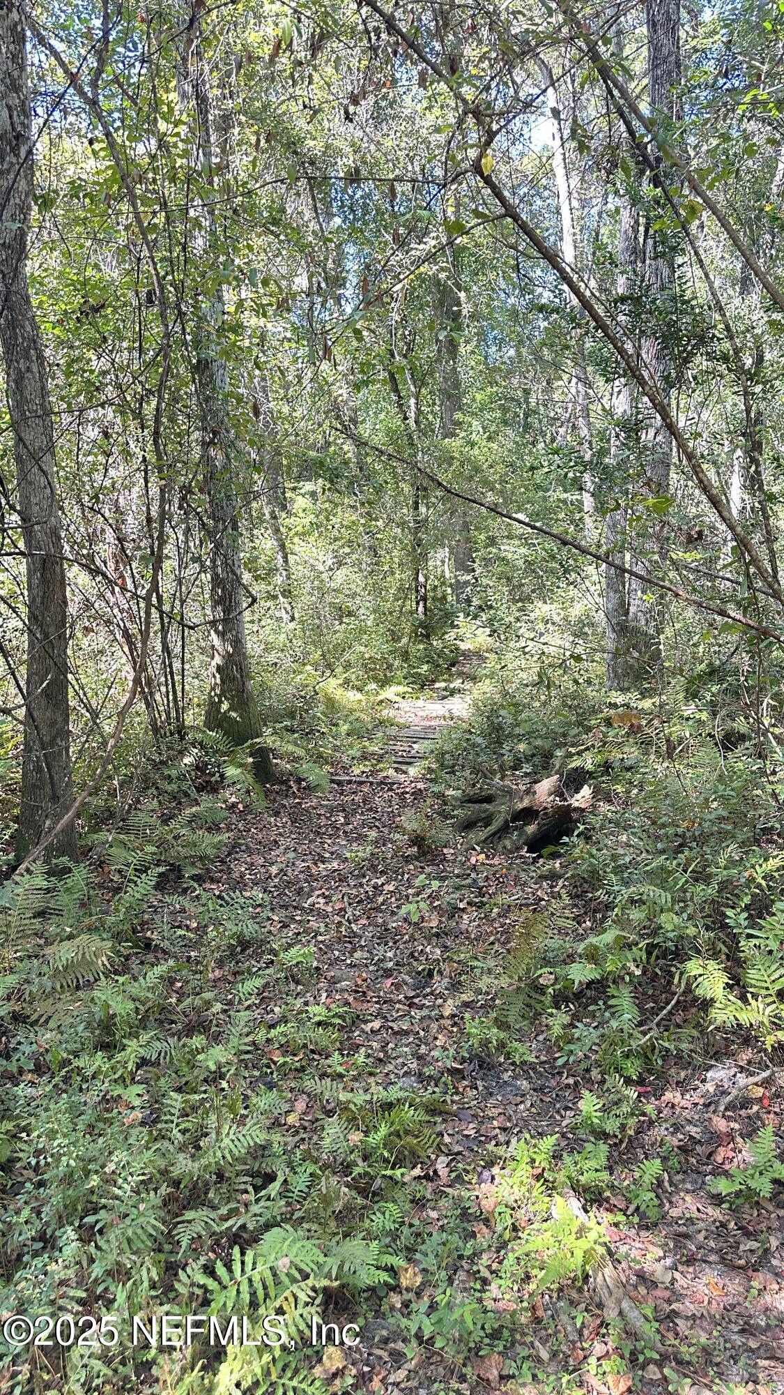 7488 Ricker Road Jacksonville, FL 32244 - Photo 13 of 13 a view of a yard with plants and large trees
