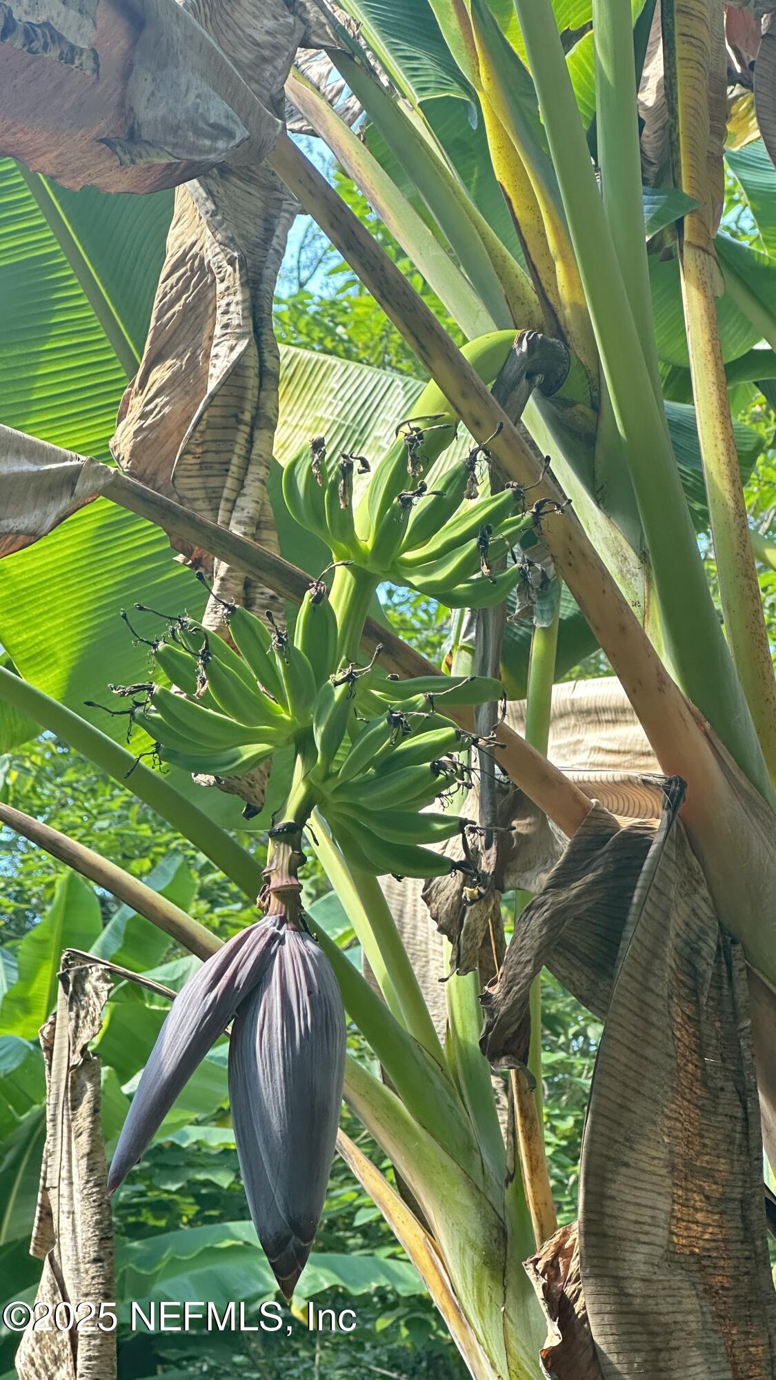 7488 Ricker Road Jacksonville, FL 32244 - Photo 5 of 13 a view of a yard