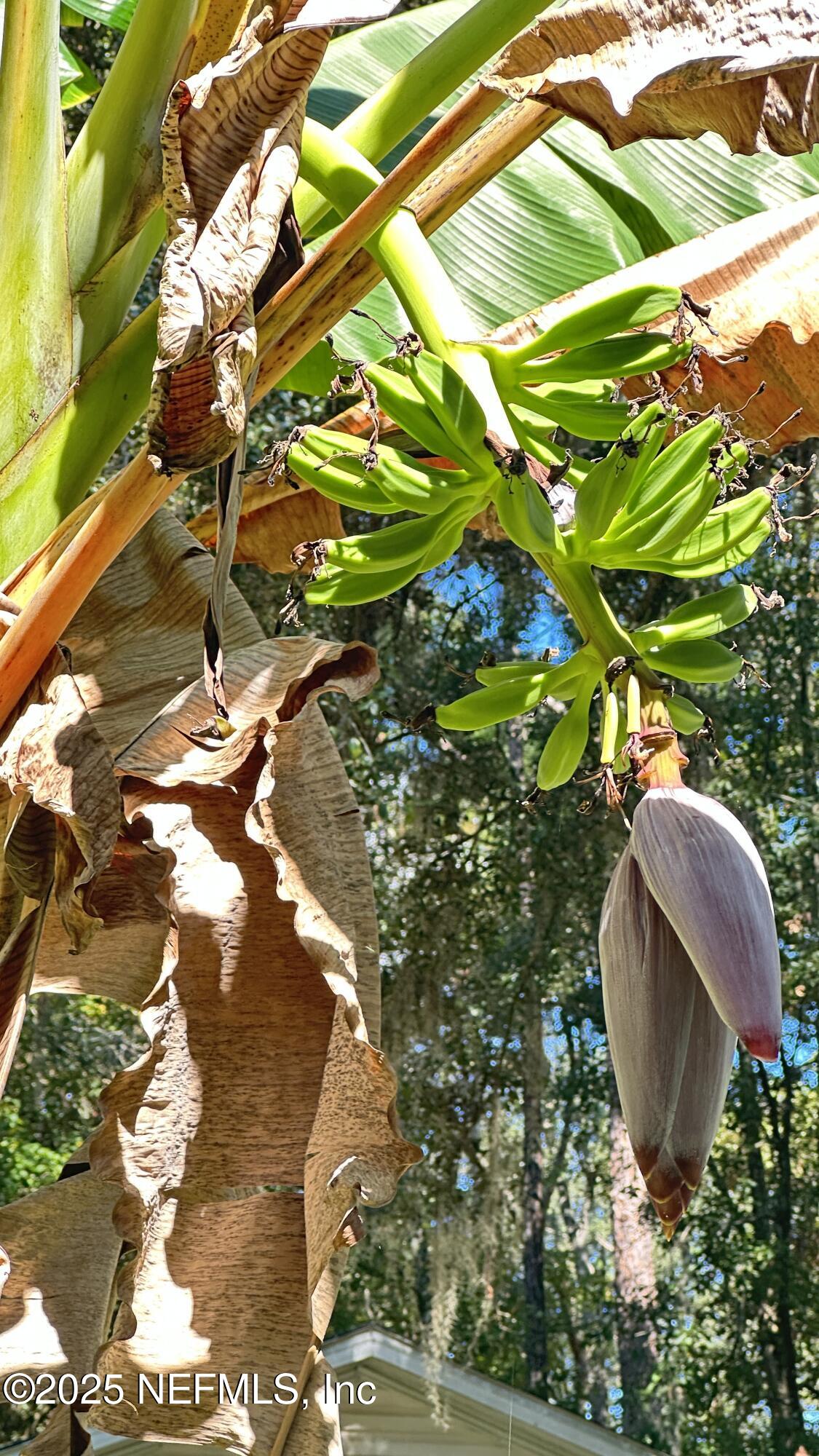 7488 Ricker Road Jacksonville, FL 32244 - Photo 8 of 13 a view of tree