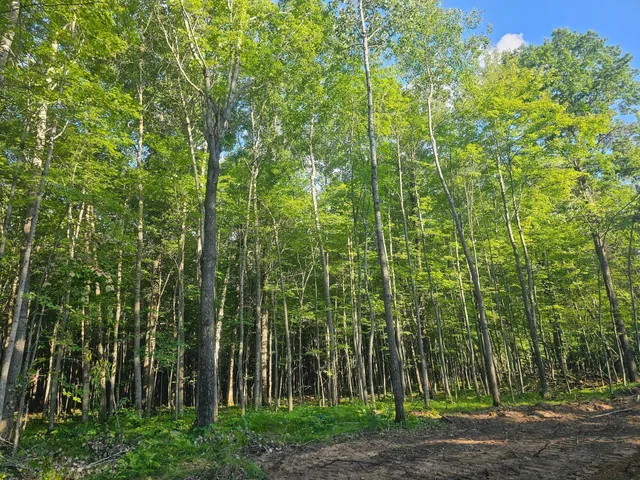 $33,500 | Lot 4 Ken Can Lane, Webster, WI 54893