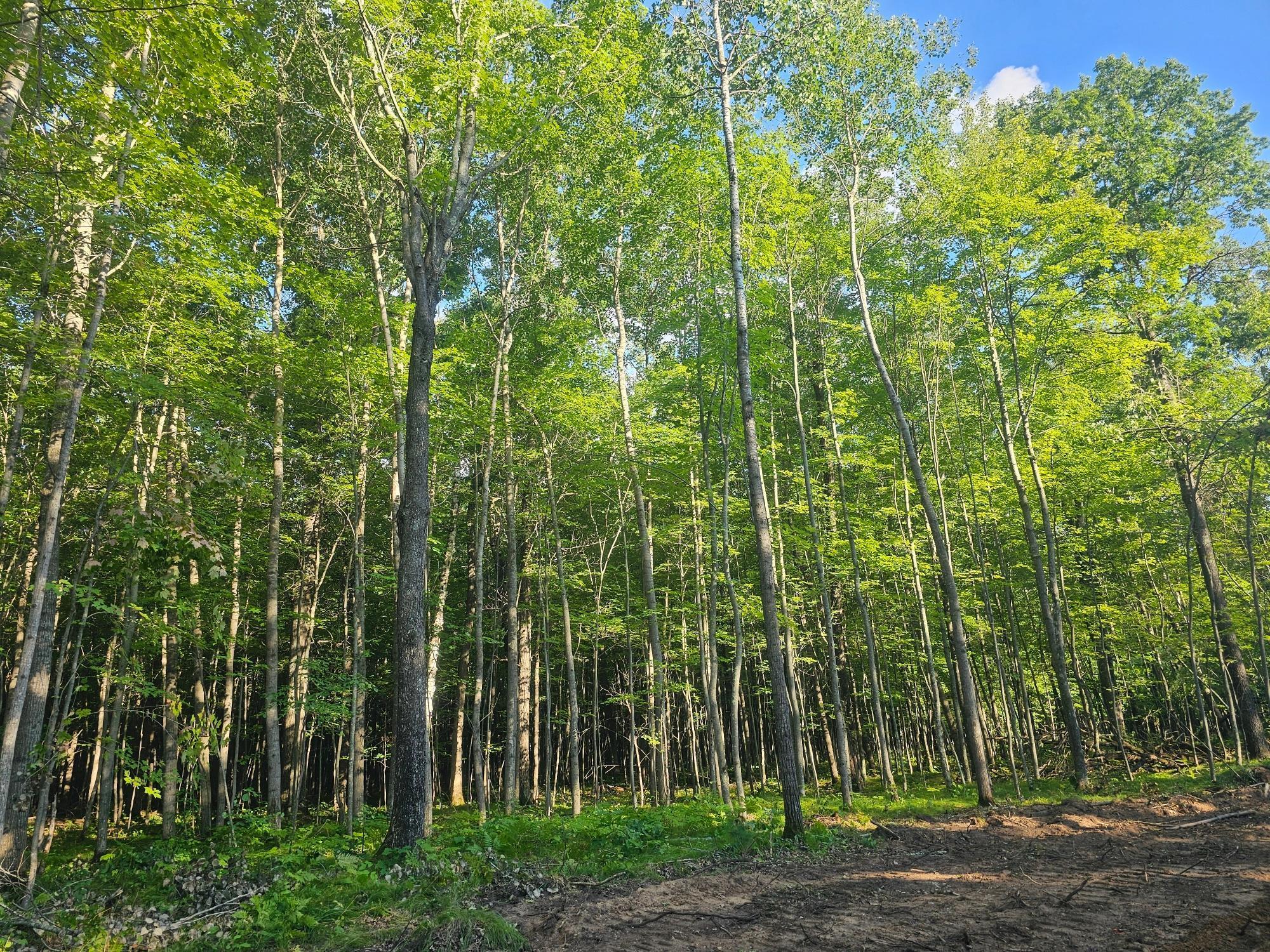Lot 4 Ken Can Lane Webster, WI 54893 - Photo 2 of 5