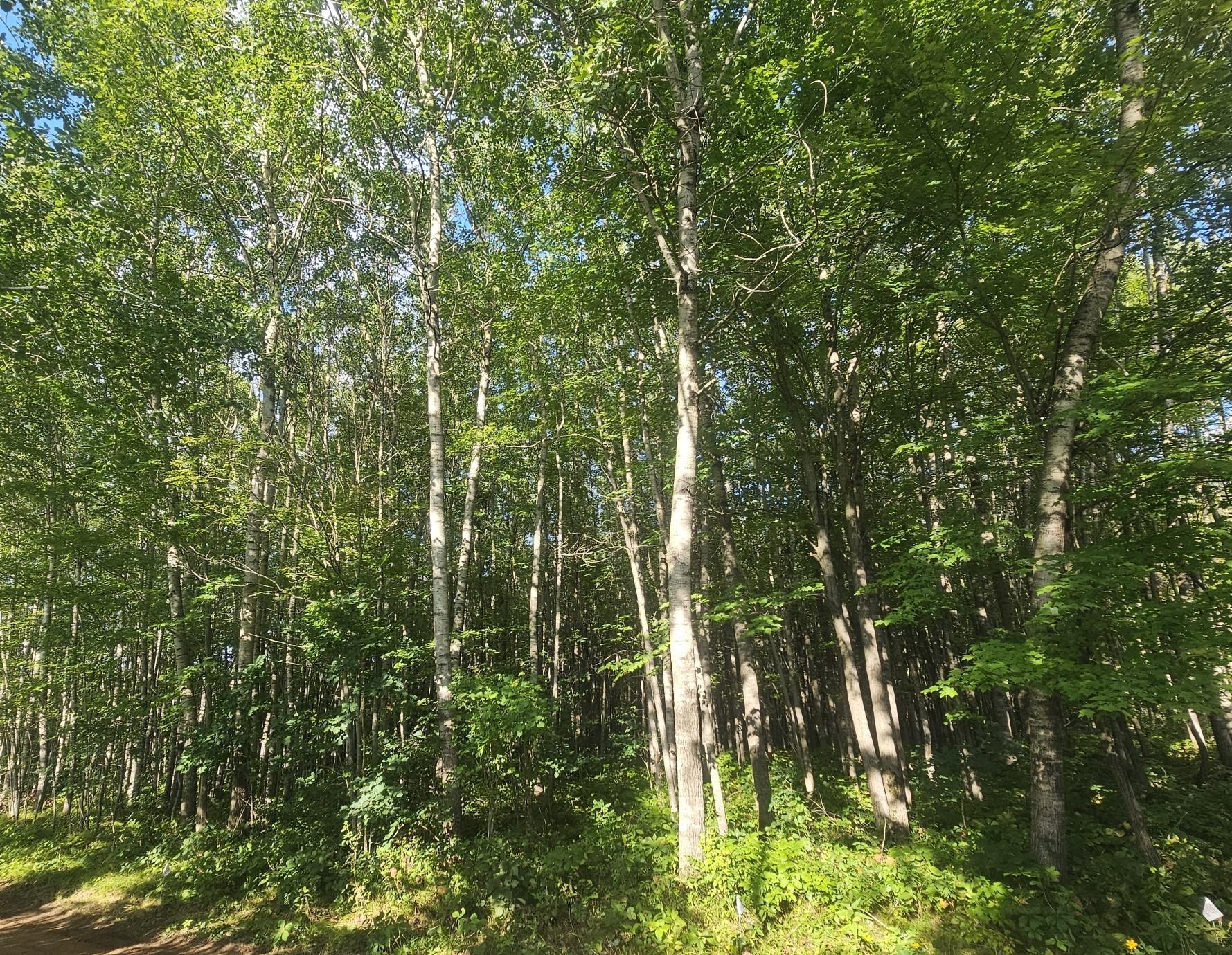Lot 4 Ken Can Lane Webster, WI 54893 - Photo 4 of 5