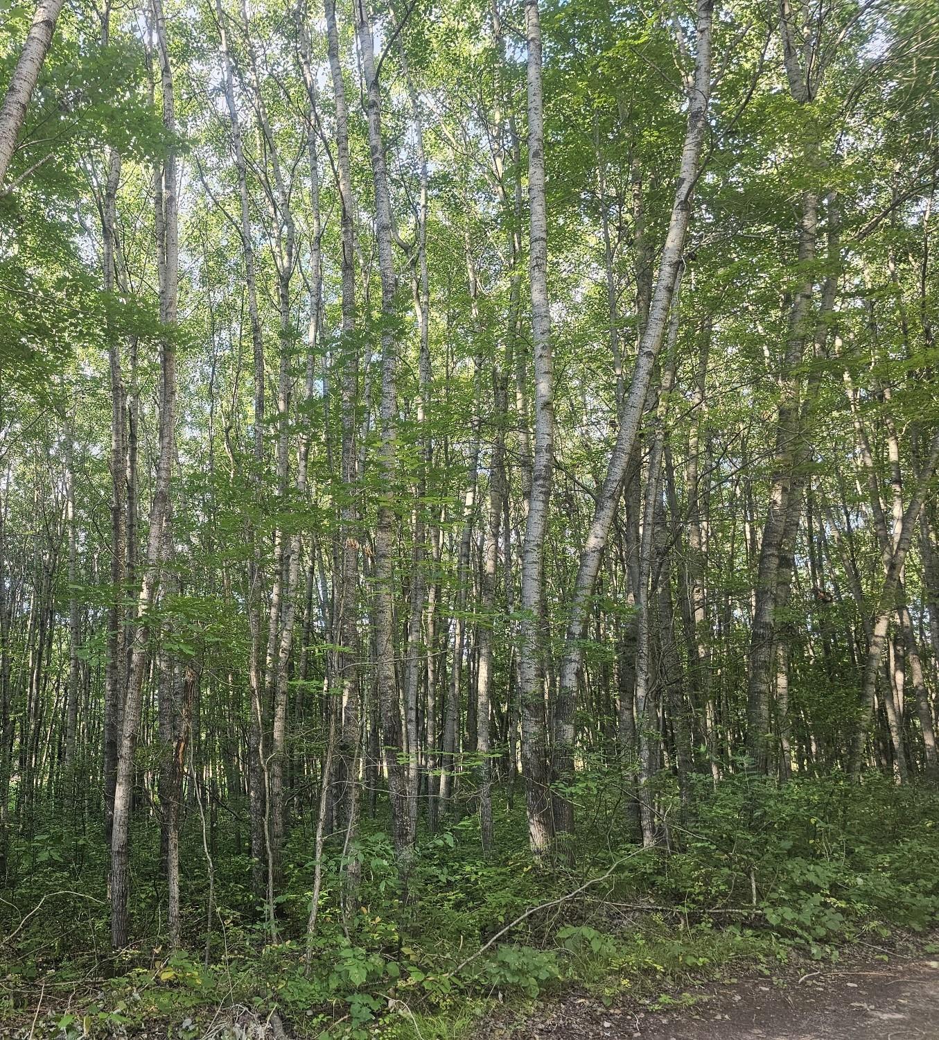 Lot 4 Ken Can Lane Webster, WI 54893 - Photo 5 of 5