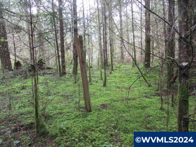 0 Zurfluh Road Scio, OR 97374 - Photo 14 of 14
