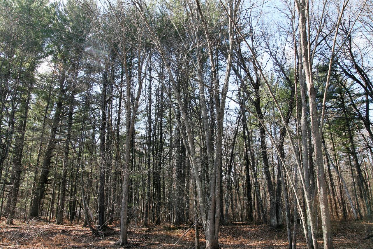 Lot 1 Lyannas Road Lake Tomahawk, WI 54539 - Photo 6 of 8 Gallery Image 6
