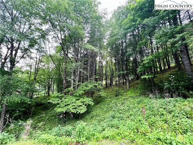 a lush green forest with lots of trees