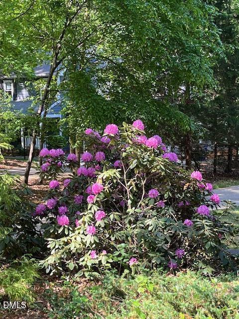 6309 Windy Ridge Court Raleigh, NC 27606 - Photo 45 of 50 Rhododendron