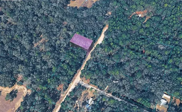 a view of a forest with a tree