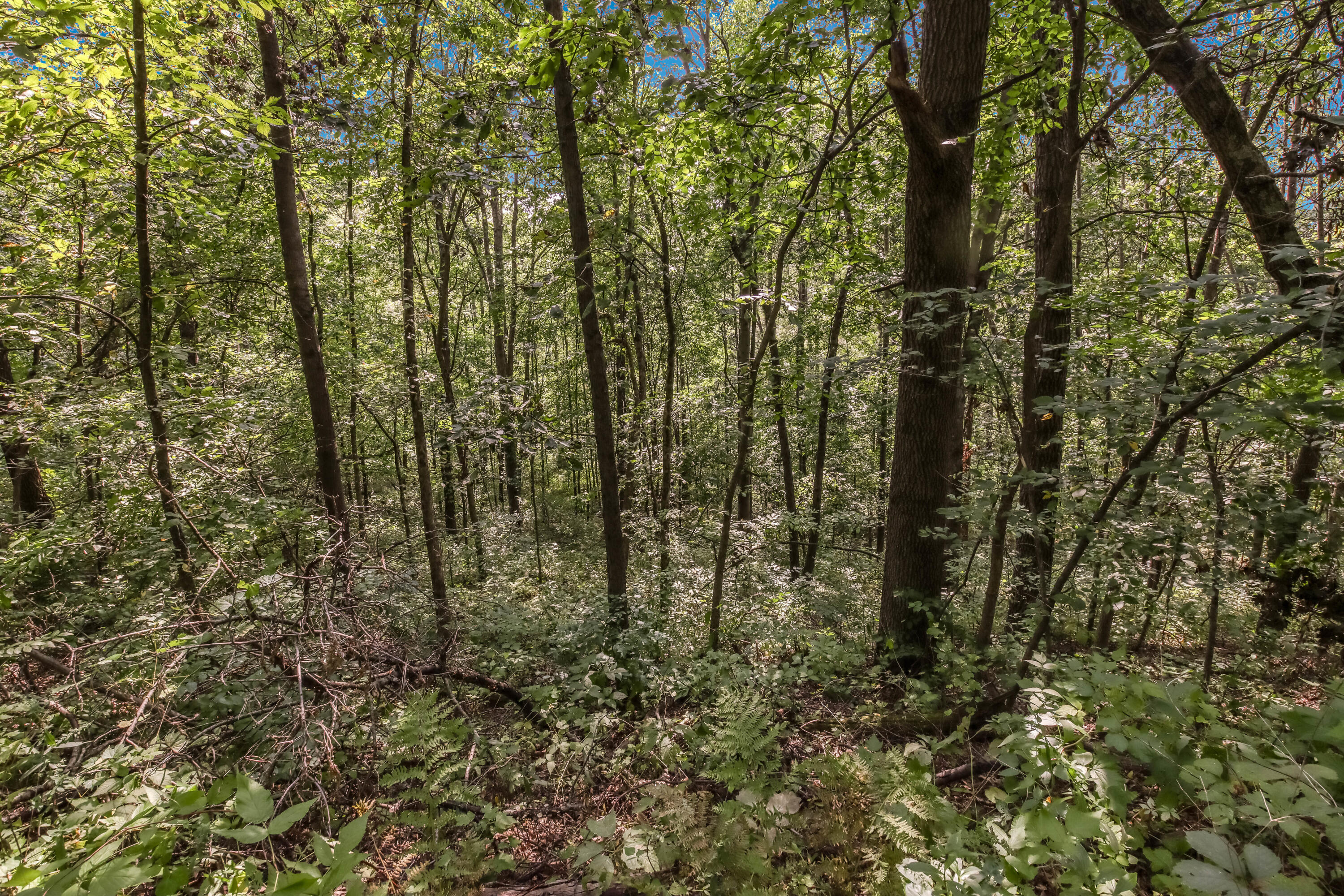 0 Joe Coulee Road Blair, WI 54616 - Photo 19 of 39 023_img_0499_633