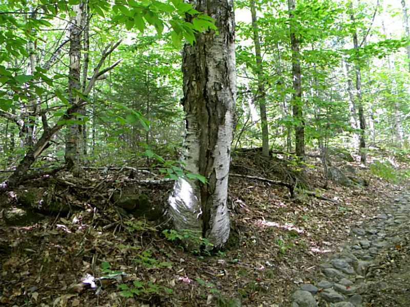 156 Weld Road Wilton, ME 04294 - Photo 5 of 14 Yard/Garden.