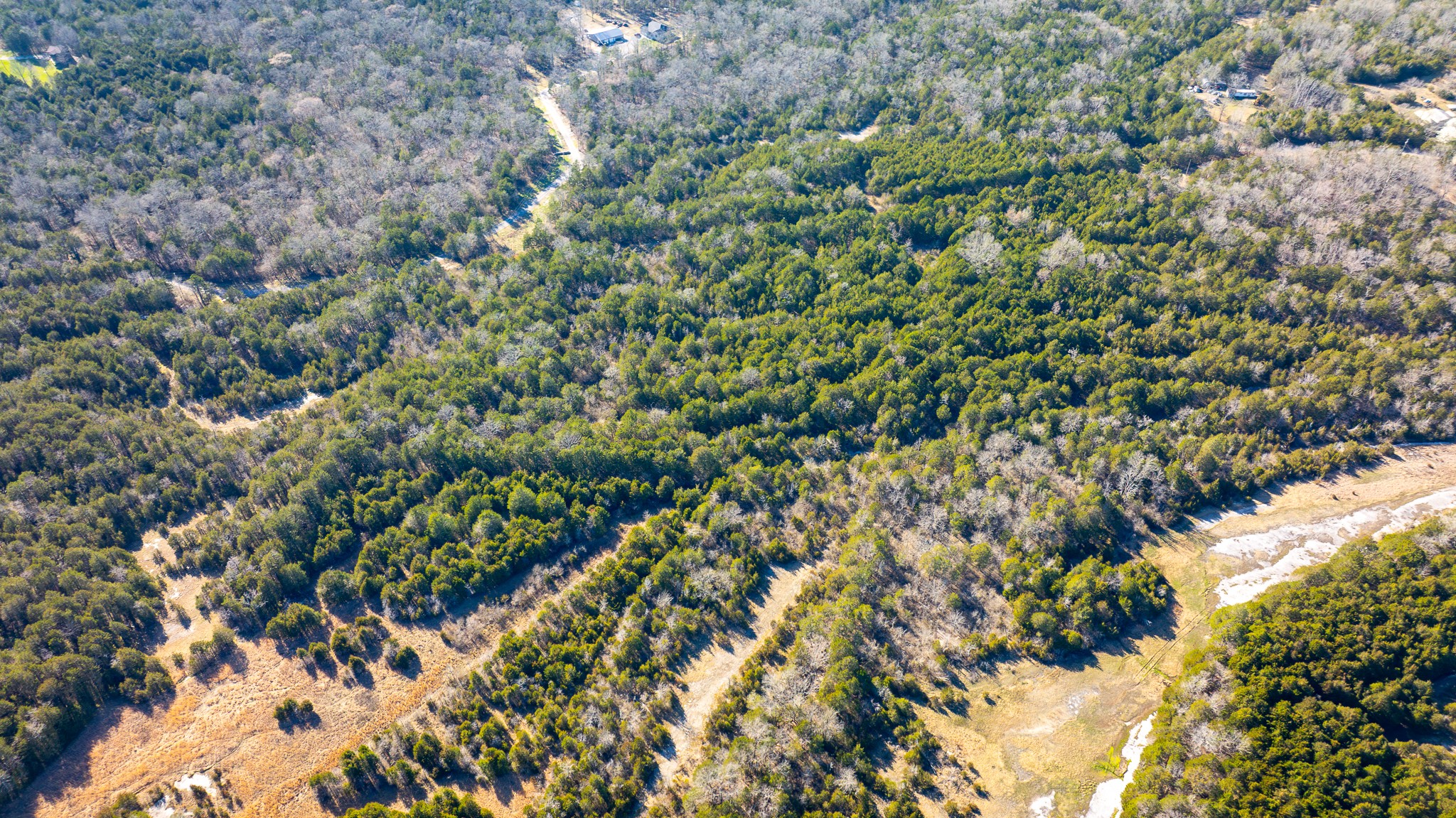 0 Mahaley Road Chapel Hill, TN 37034 - Photo 7 of 15 a view of a forest with a tree