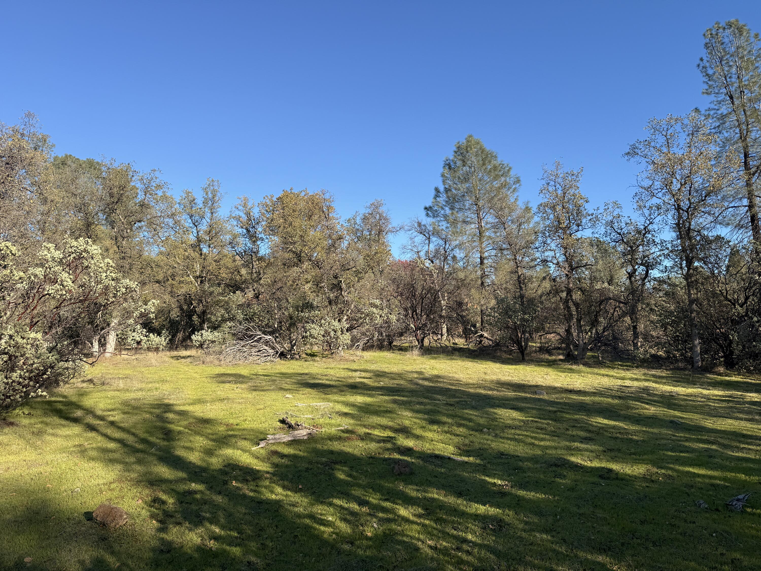 Placer Road Redding, CA 96001 - Photo 3 of 22 a view of a large trees with lots of green space