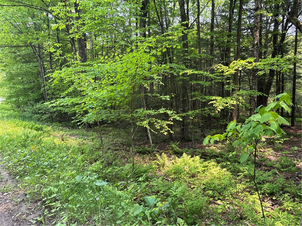 Spring Road South Dansville, NY 14437 - Photo 8 of 12