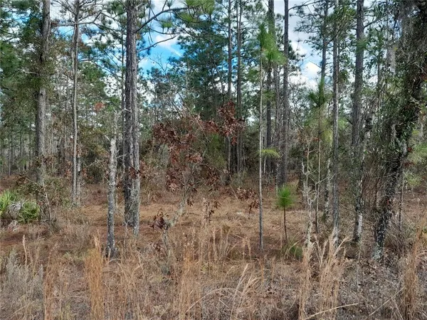 a view of a forest with a tree