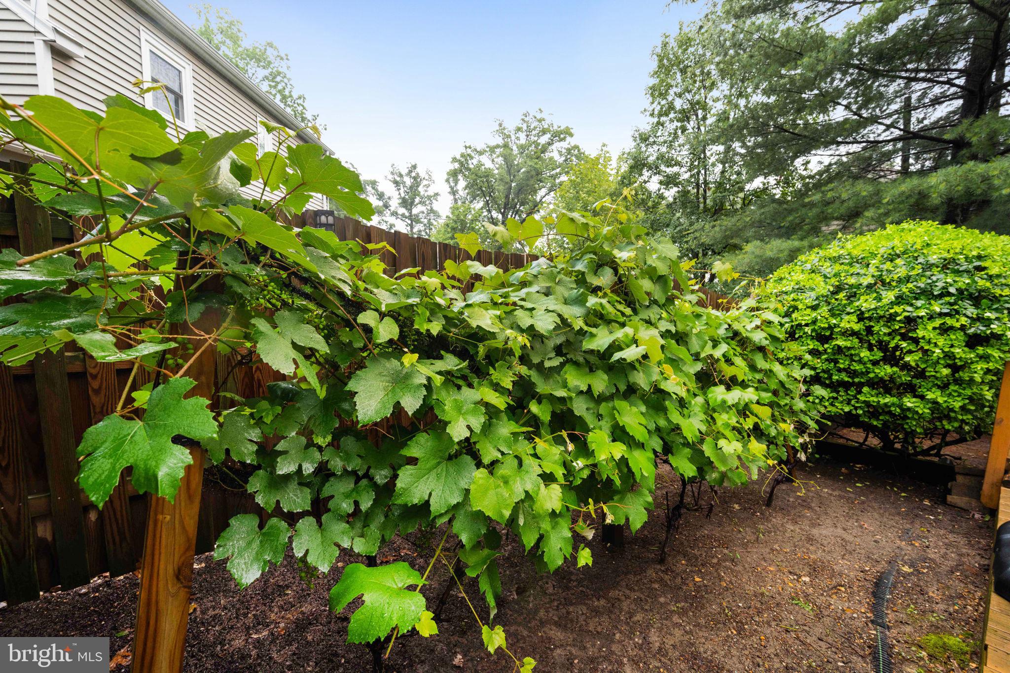 3311 Cameron Mills Road Alexandria, VA 22302 - Photo 75 of 82 future wine