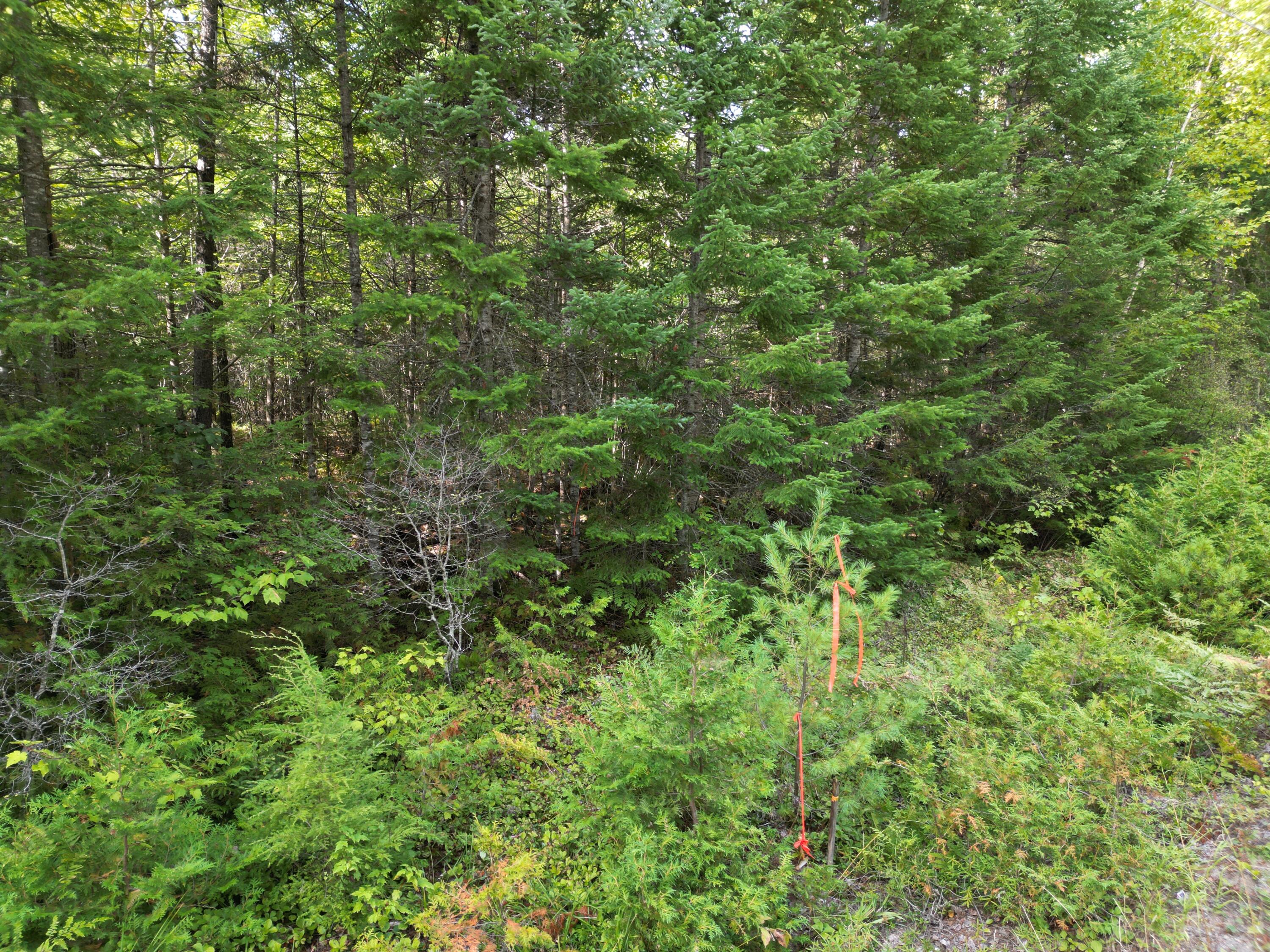 Lot 39 Seboeis Road Howland, ME 04448 - Photo 3 of 13 DJI_0961